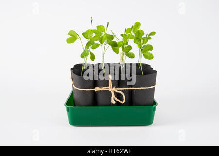 Erbse Sämlinge in biologisch abbaubaren Töpfen Stockfoto