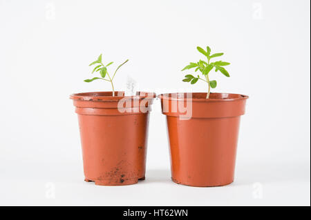 Tomaten-Sämlinge in den Töpfen Stockfoto