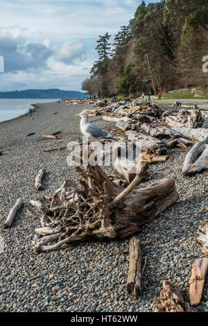 Eine Möwe sitzt auf einem Baumstamm Treibholz am Ufer im Lincoln Park in West Seattle, Washington. Stockfoto