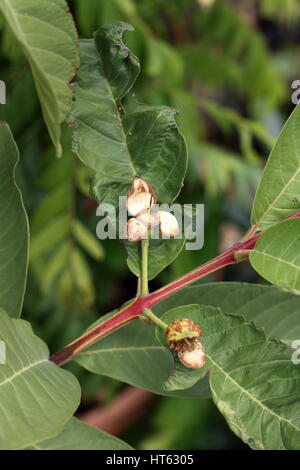 Guave oder bekannt als Guave Guajava junge Frucht entwickeln Stockfoto