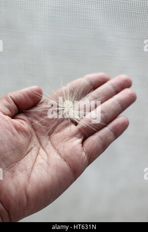 Nahaufnahme von Speer Mariendistel Samen Stockfoto