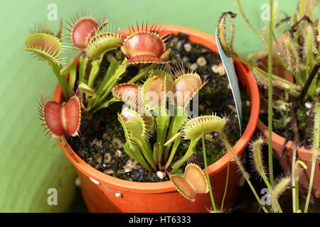 Venusfliegenfalle oder bekannt als Dionaea muscipula Stockfoto
