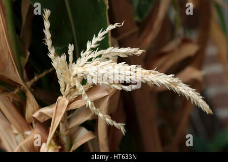 Mais Mais Trockenblumen hautnah Stockfoto