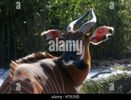 Männliche East African Bongo-Antilope (Tragelaphus Eurycerus)-Nahaufnahme des Kopfes Stockfoto