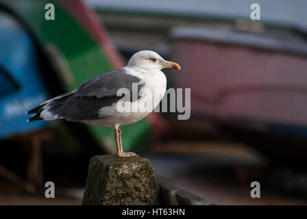 Möwe in Porto in der Nähe von Boote, Douro-Fluss Stockfoto