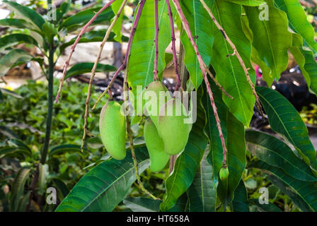 Closeup, hängende grüne rohen Mangos vom Baum Stockfoto