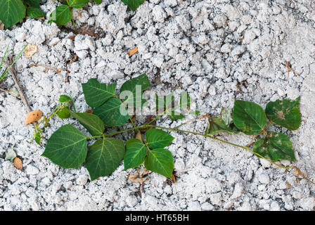 Grüne Pflanze wächst auf Beton Boden Hintergrund Stockfoto