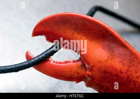 Lobster Claw und Kabel, Nahaufnahme Stockfoto