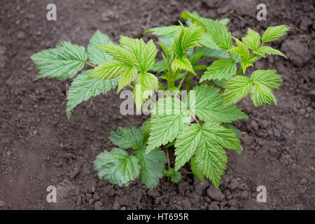 Büsche von jungen Himbeeren, wächst ein Sämling unter freiem Himmel im Garten auf die Schwarzerde hautnah. Selektiven Fokus. Stockfoto