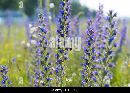 lila Echium Vulgare Blumen blühen Stockfoto