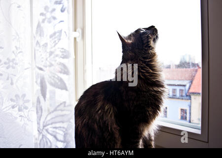 Katze sitzend durch das Fenster Stockfoto