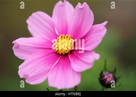 atemberaubende rosa Kosmos Sonate und Knospe - gespannt und positive Jane Ann Butler Fotografie JABP1857 Stockfoto