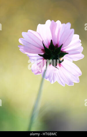 Ende der Blütezeit - Kosmos Sonate zarten rosa Blüten Anfang Herbst Sonnenlicht Jane Ann Butler Fotografie JABP1861 Stockfoto