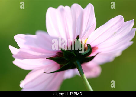 Ende der Blütezeit - Kosmos Sonate zarten rosa Blüten Anfang Herbst Sonnenlicht Jane Ann Butler Fotografie JABP1863 Stockfoto