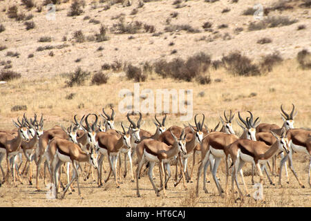 Herde von Springbok in der Kalahari Stockfoto