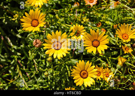 Gelb und orange Namaqualand Gänseblümchen Stockfoto
