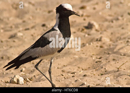 Schmied Kiebitz zeigt Sporn am Flügel Stockfoto