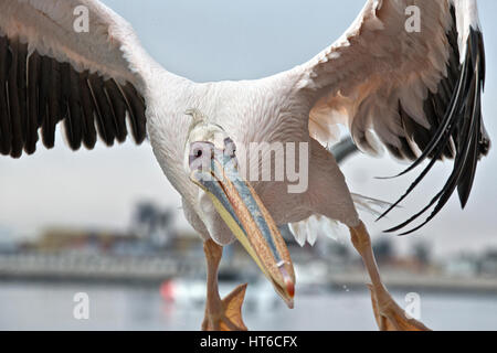 Nahaufnahme des großen weißen Pelikan nach dem Boot, auf der Suche nach Fisch. Stockfoto