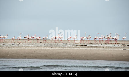 Eine Linie von Flamingos am Strand Stockfoto