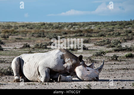 Ein Schlafsack schwarze Nashorn weiße Schlamm in Etosha Stockfoto