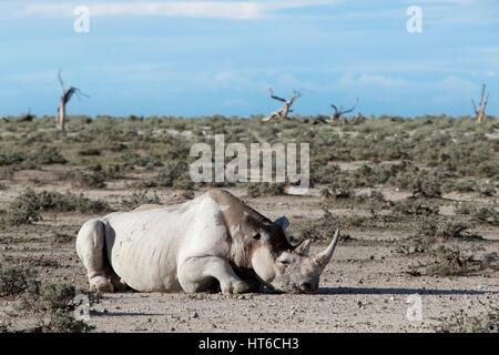 Ein Schlafsack schwarze Nashorn weiße Schlamm in Etosha Stockfoto