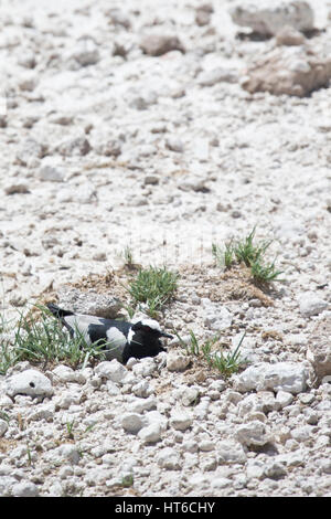 Blacksmith Plover (Kiebitz) am Nest in Etosha Stockfoto
