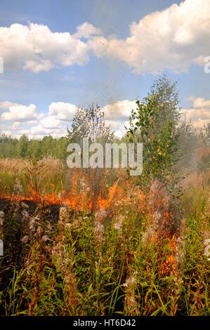 Feuer in den Hain. Adobe RGB Stockfoto