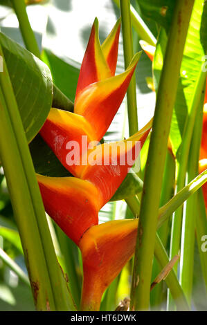 Lobster Claw lateinischen Namen Heliconia Bihai X Caribaea "Jacquinii" Stockfoto