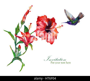 Tropische Bouquet von roten Hibiskus und ein Kolibri.  Isoliert auf weißem Hintergrund. Mode oder Briefpapier, Gruß/Einladung Karte Hawaii Stil. Stockfoto