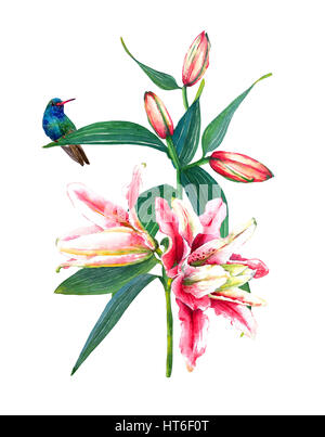 Tropische Bouquet von asiatischen rosa Lilien und ein Kolibri. Isoliert auf weißem Hintergrund. Mode oder Briefpapier, Gruß/Einladung Karte-Hawaii-Stil Stockfoto