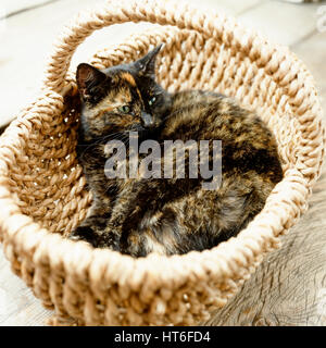 Katze im Korb liegen. Stockfoto