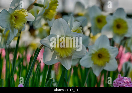 Rosenstrauss narcisses Stockfoto