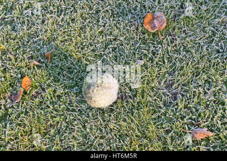 Bereift Tennisball liegen verlassen auf einer Wiese. Stockfoto