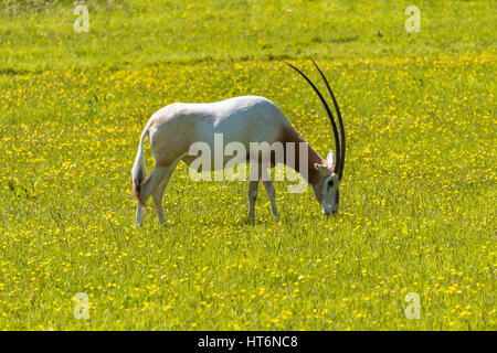 Scimitar-gehörnter Oryx Stockfoto