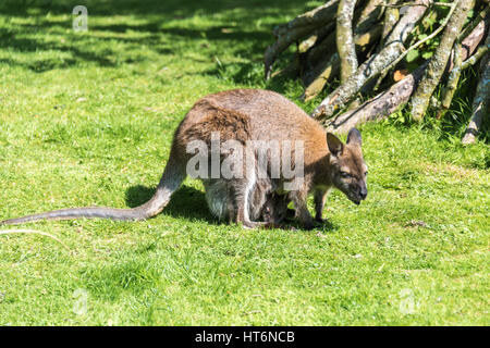 Wallaby mit Baby im Beutel Stockfoto