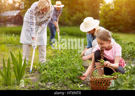 Hacken Garten und Kommissionierung Erbsen am hellen Tag Stockfoto