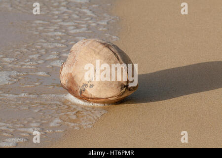 Kokosnuss (Sonftmut Nucifera). Holzige faserige Hartschale mit einem ausgesät Steinfrucht oder Obst. Beispiel für die Samenausbreitung durch Meer Wasser und Welle handeln. Flakes Stockfoto
