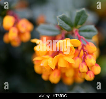 Cluster von orange gelb Berberis Blumen auf dunkelgrün stacheligen Blätter Stockfoto