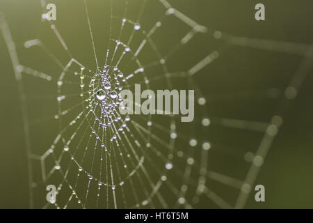 Spinnennetz mit Morgentau Tropfen welche zeigen sichtbare Reflexionen der Garten Sträucher im Wassertropfen, wenn schließen sich gezoomt-mit einem Makroobjektiv aufgenommen. Stockfoto