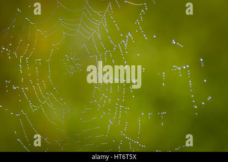 Spinnennetz mit Morgentau Tropfen welche zeigen sichtbare Reflexionen der Garten Sträucher im Wassertropfen, wenn schließen sich gezoomt-mit einem Makroobjektiv aufgenommen. Stockfoto
