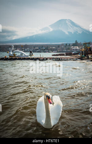 Weisser Schwan Schwimmen im Teich mit Mt.Fuji im Hintergrund Stockfoto