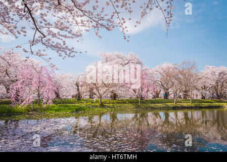 Aomori, Japan - 28. April 2014: Reisende in Hirosaki Castle Park. Die geräumigen öffentlichen Park, der schöne rosa Kirschblüte in vollem Umfang hat Stockfoto