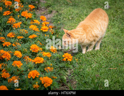 Katze im Garten mit orangen Blüten Stockfoto