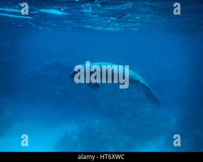 Manatee unter Wasser im Meer der Karibik - Caye Caulker, Belize Stockfoto