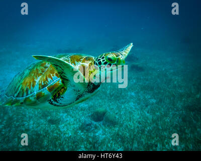Meeresschildkröte im karibischen Meer - Caye Caulker, Belize Stockfoto