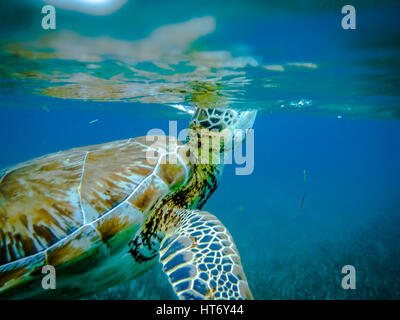 Meeresschildkröte im karibischen Meer - Caye Caulker, Belize Stockfoto