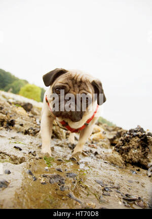 Mops am Meer Stockfoto