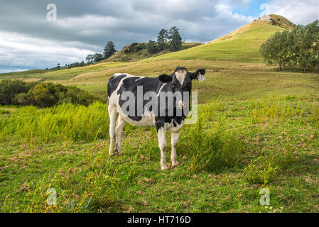 Angus gekreuzt bull Stockfoto