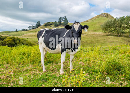 Angus gekreuzt bull Stockfoto
