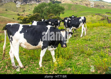 Der Herde Vieh auf der Weide. Angus gekreuzt Vieh. Stockfoto